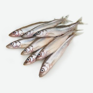 Мойва атлантика