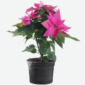 Пуансеттия Розовая D12