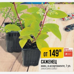САЖЕНЕЦ микс, в ассортименте, 1 уп.