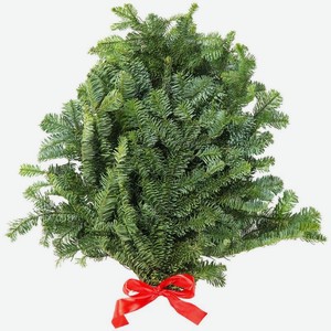 Букет из пихты Нобилис 1шт.