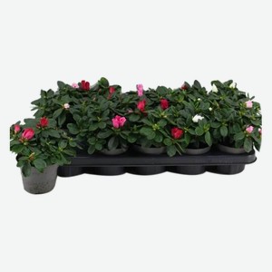 Азалия индийская 10 15