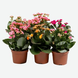 Каланхое каландива тисенто + вставка 12 27-30