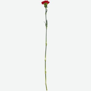 Гвоздика одноголовая, 1шт., 1 шт