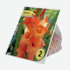 Луковицы Гладиолус Джессика 10/12 (2шт)