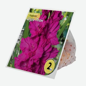 Луковицы Гладиолус Шуга Плам 10/12 (2шт)