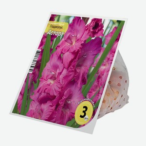 Луковицы Гладиолус Астарт 10/12 (3шт)