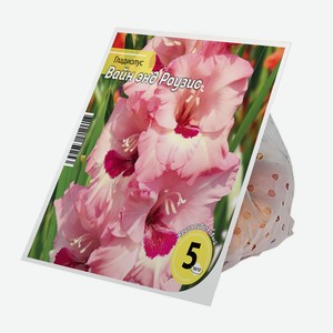 Луковицы Гладиолус Вайн энд Роузис 10/12 (2шт)