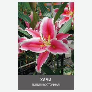 Лилия восточная My Garden Хачи, 2 шт