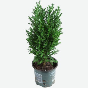 Кипарисовик Элвуда в снегу/без снега