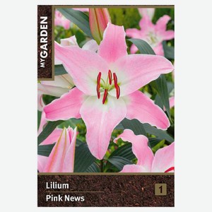 Лилия восточная My Garden Пинк Ньюз, 1 шт