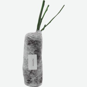 Саженцы KOLIBRI Роза микс 2 (в тубе), Узбекистан, 1 шт