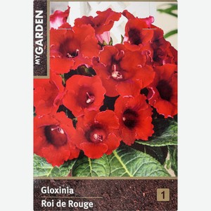 Луковицы MY GARDEN Глоксиния Рой Де Руж, Германия, 1 шт
