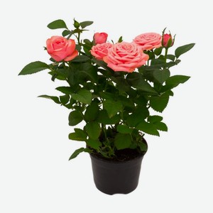 Роза горшечная, в ассортименте