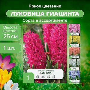 Луковица  Гиацинт садовый , 1 шт., в ассортименте