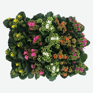 Лавр благородный 11 30