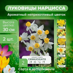 Луковицы  Нарцисс , 2 шт., в ассортименте