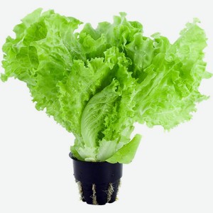 Салат листовой Global Village в горшочке 1 шт. 80 г