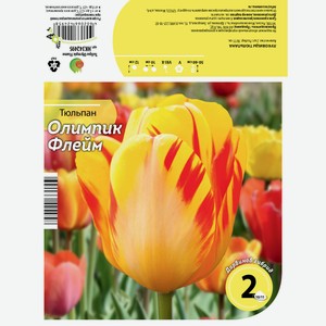 Луковицы Тюльпана Олимпик Флейм 10/11 2шт