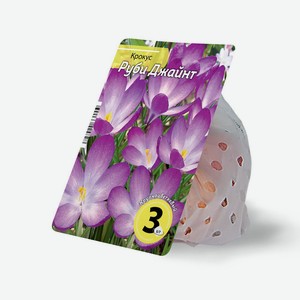 Луковицы крокуса Руби Джайнт 5/7 3 шт