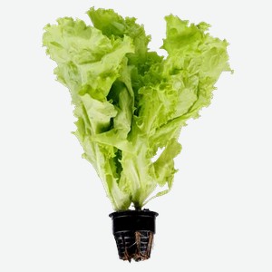 Салат в горшочке, 120 г