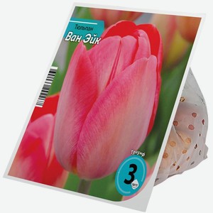 Луковицы тюльпана Ван Эйк 10/11 3шт., 3 шт