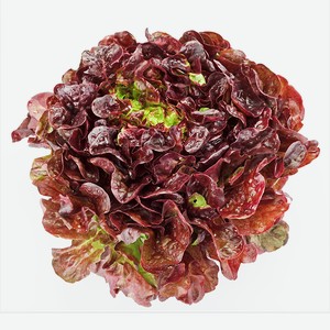 САЛАТ Дуболистный красный в горшочке