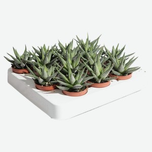 Растение комнатное Хаворция микс 5 8 АФ