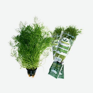 Укроп в горшочке шт