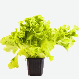 Салат в горшочке, 1 уп