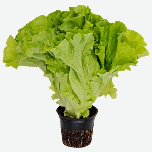 САЛАТ листовой в горшочке, 1шт.