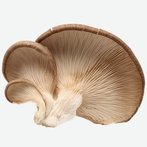 Вешенки, 300г