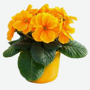 Примула в горшке, d 10 h 30 см в ассортименте