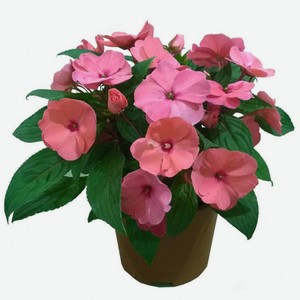 Бальзамин, в горшке D9