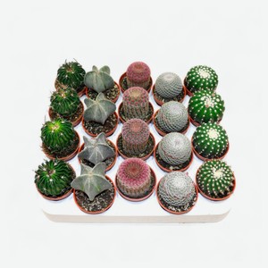 Живое растение Кактус Сьеррас Бильбао микс в ассортименте в горшке d 5,5 h 12 см, 1 шт