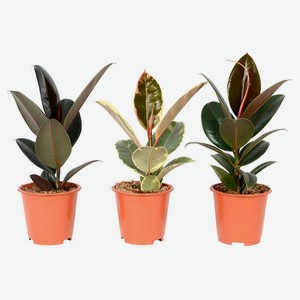 Живое растение Фикус Эластика дерево в ассортименте в горшке d 12 h 40 см, 1 шт