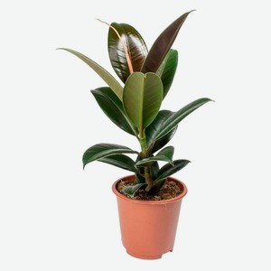 Живое растение Фикус Мелани в горшке d 14 h 45 см, 1 шт