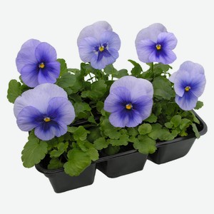 Виола Микс, 6шт.