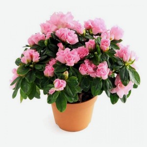 Живое растение Цветущий кустарник Азалия индийская в горшке d 10 h 15 см, 1 шт