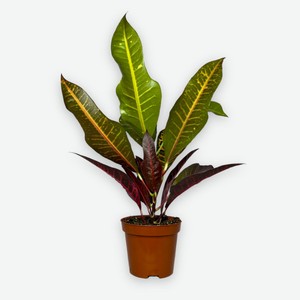 Живое растение Кротон Нервия разноцветное дерево в горшке d 12 h 35 см, 1 шт