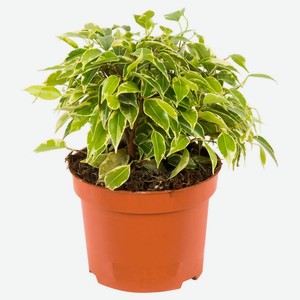 Живое растение Фикус Грин Кинки в горшке d 12 h 27 см, 1 шт