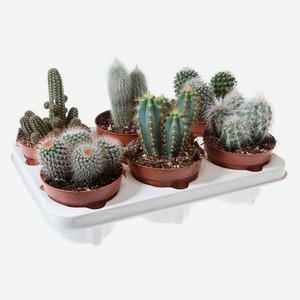 Живое растение Кактус микс в ассортименте в горшке d 12 h 15-20 см, 1 шт