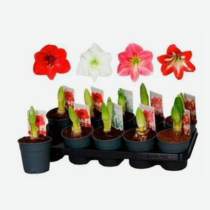 Живое растение Гиппеаструм 1 стебель в ассортименте в горшке d 13 h 35 см, 1 шт