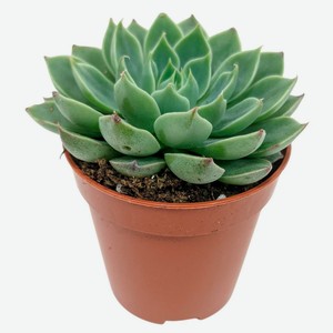 Живое растение суккулент Граптопеталум микс в ассортименте в горшке d 7 см, 1 шт