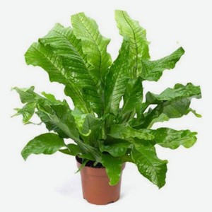 Живое растение папоротник Микросорум Крокодиллус в горшке d 12 h 25 см, 1 шт