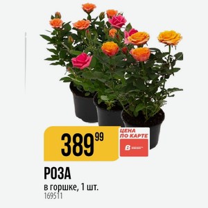 РОЗА в горшке, 1 шт.