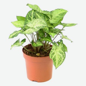 Живое растение лиана Сингониум зелено-белый цветы в горшке d 12 h 30 см, 1 шт