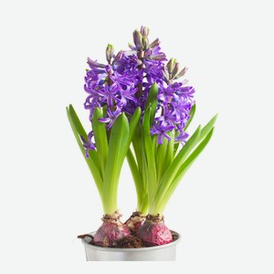 Гиацинт микс в горшке d12