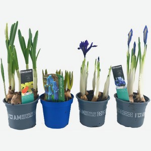Цветы Луковичный микс в горшке в ассортименте, 1 шт