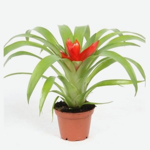 Живое растение Бромелия Гузмания микс в ассортименте в горшке d 9 h 20 см, 1 шт