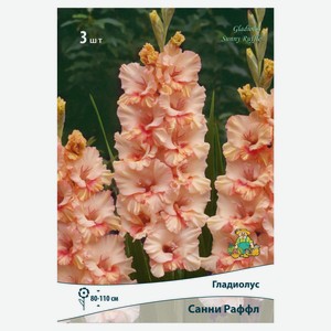 Луковичные цветы Поиск Гладиолус гафрированный Санни Раффл, 3 шт